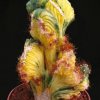 Cereus_sp_cristata_variegata